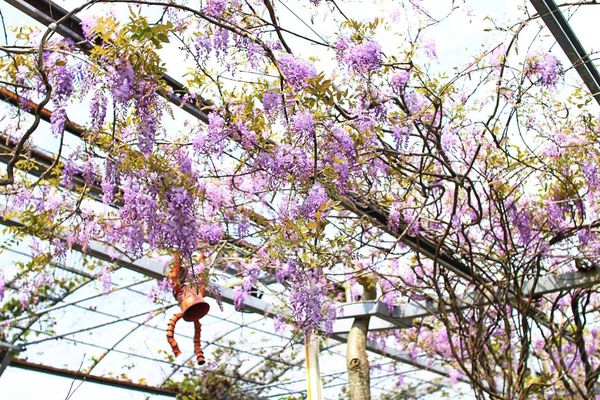 【台北旅遊】台北花卉村-美麗的紫藤花季