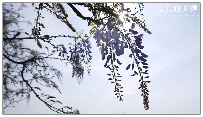 紫藤咖啡園 06