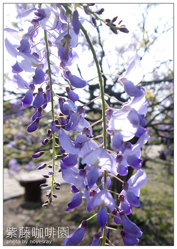 紫藤咖啡園 09