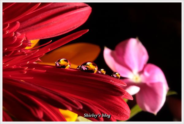 蔚藍食府：三峽‧蔚藍食府