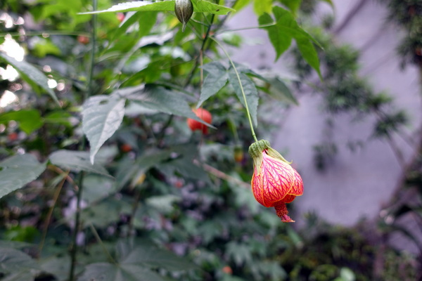 陶轤食堂:(胖樺食記) 三峽必吃美食「陶轤食堂」,以茶入菜的簡約美味佐以古色文物