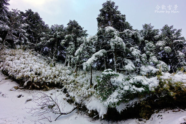 合歡山賞雪12