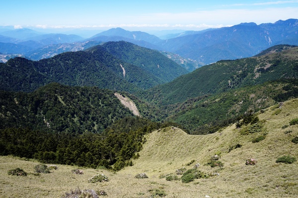 合歡山主峰：2015.05.16 合歡賞高山杜鵑 (圖多)