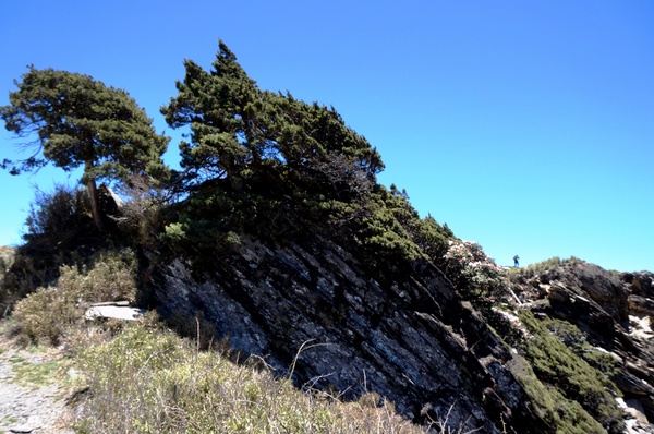 合歡山主峰：2015.05.16 合歡賞高山杜鵑 (圖多)
