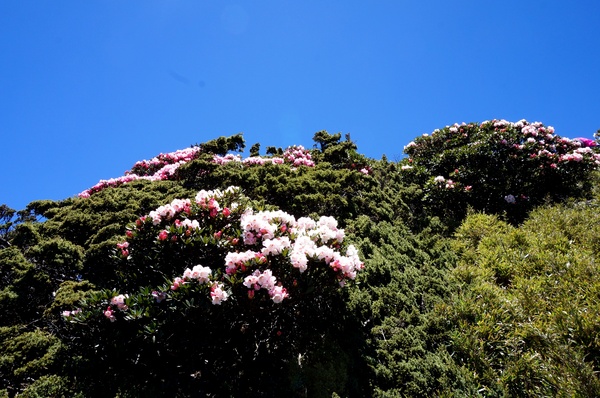 合歡山主峰：2015.05.16 合歡賞高山杜鵑 (圖多)