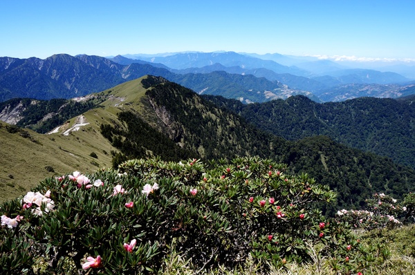 合歡山主峰：2015.05.16 合歡賞高山杜鵑 (圖多)
