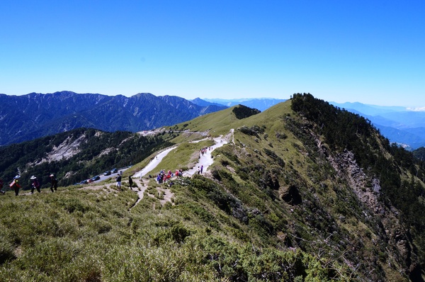 合歡山主峰：2015.05.16 合歡賞高山杜鵑 (圖多)