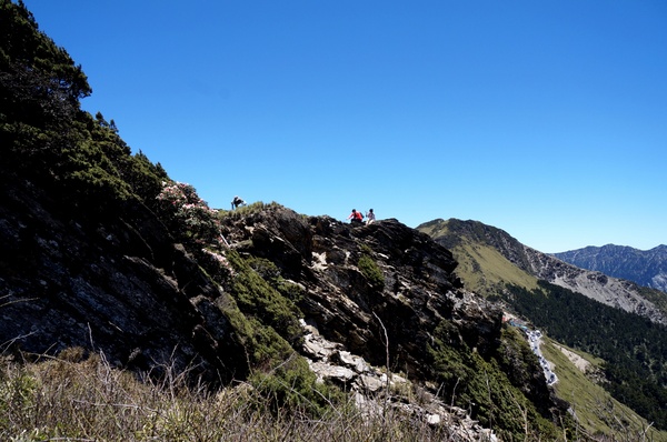 合歡山主峰：2015.05.16 合歡賞高山杜鵑 (圖多)