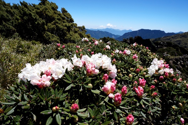 合歡山主峰：2015.05.16 合歡賞高山杜鵑 (圖多)