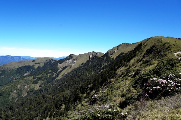 合歡山主峰：2015.05.16 合歡賞高山杜鵑 (圖多)