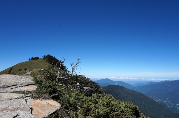 合歡山主峰：2015.05.16 合歡賞高山杜鵑 (圖多)