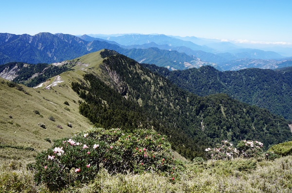 合歡山主峰：2015.05.16 合歡賞高山杜鵑 (圖多)
