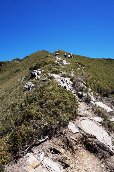 合歡山主峰：2015.05.16 合歡賞高山杜鵑 (圖多)