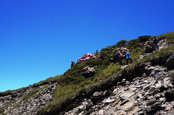 合歡山主峰：2015.05.16 合歡賞高山杜鵑 (圖多)