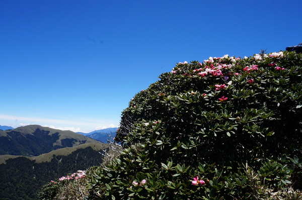 合歡山主峰：2015.05.16 合歡賞高山杜鵑 (圖多)