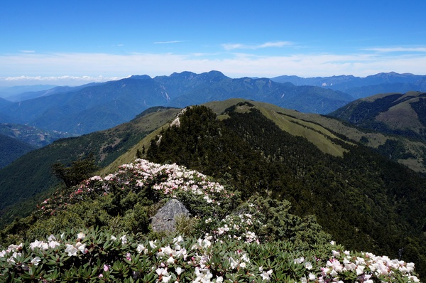 合歡山主峰：2015.05.16 合歡賞高山杜鵑 (圖多)