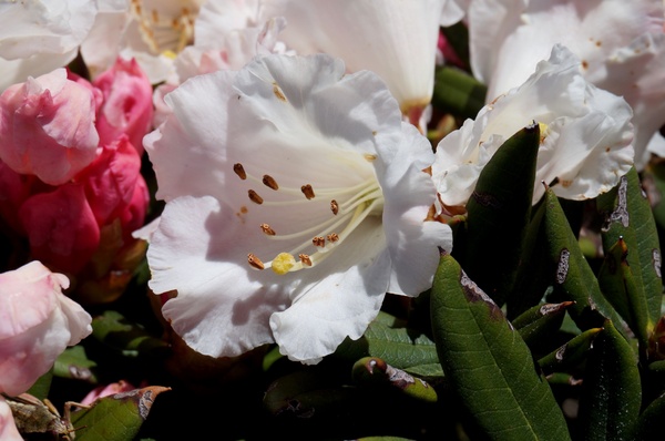 合歡山主峰：2015.05.16 合歡賞高山杜鵑 (圖多)