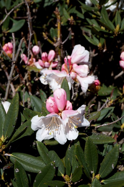 合歡山主峰：2015.05.16 合歡賞高山杜鵑 (圖多)