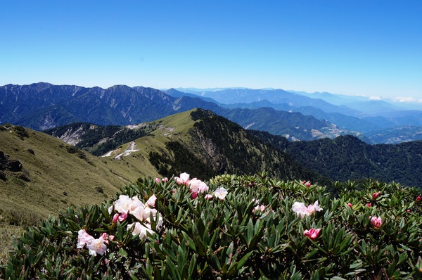 合歡山主峰：2015.05.16 合歡賞高山杜鵑 (圖多)