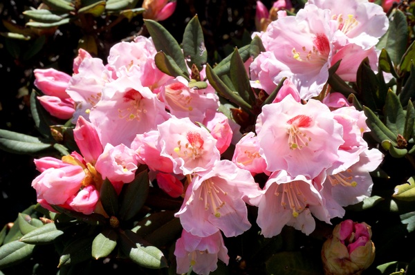 合歡山主峰：2015.05.16 合歡賞高山杜鵑 (圖多)