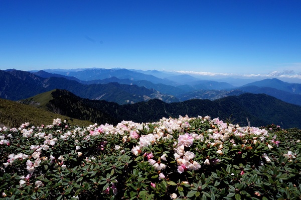 合歡山主峰：2015.05.16 合歡賞高山杜鵑 (圖多)