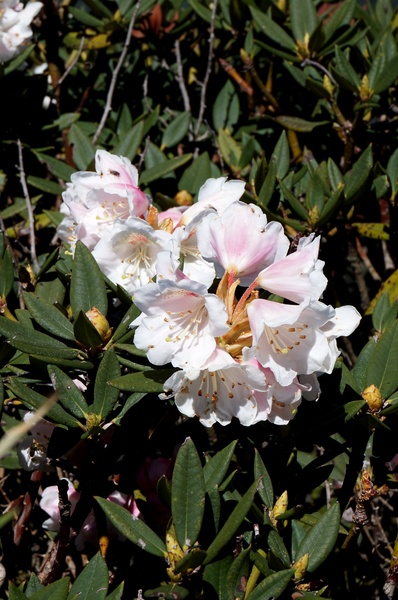 合歡山主峰：2015.05.16 合歡賞高山杜鵑 (圖多)