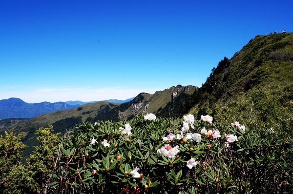 合歡山主峰：2015.05.16 合歡賞高山杜鵑 (圖多)