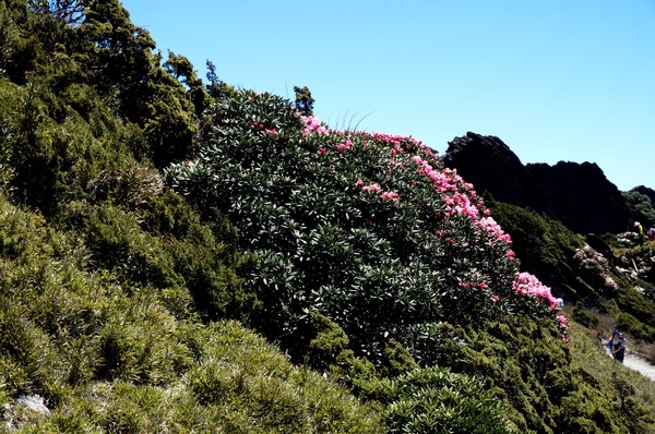 合歡山主峰：2015.05.16 合歡賞高山杜鵑 (圖多)