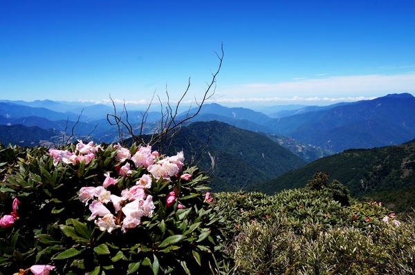 合歡山主峰：2015.05.16 合歡賞高山杜鵑 (圖多)
