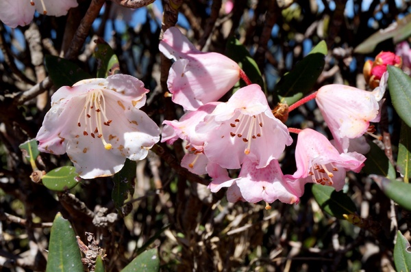 合歡山主峰：2015.05.16 合歡賞高山杜鵑 (圖多)