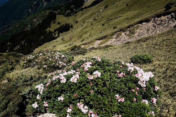 合歡山主峰：2015.05.16 合歡賞高山杜鵑 (圖多)