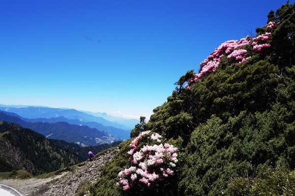 合歡山主峰：2015.05.16 合歡賞高山杜鵑 (圖多)