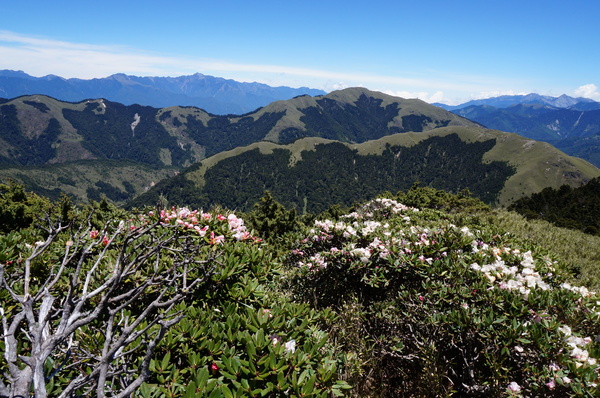 合歡山主峰：2015.05.16 合歡賞高山杜鵑 (圖多)