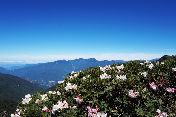 合歡山主峰：2015.05.16 合歡賞高山杜鵑 (圖多)