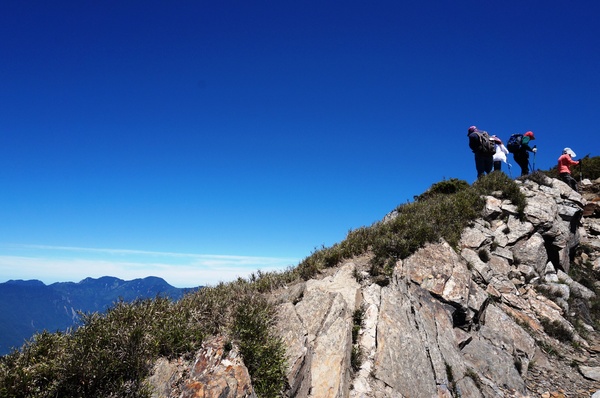 合歡山主峰：2015.05.16 合歡賞高山杜鵑 (圖多)