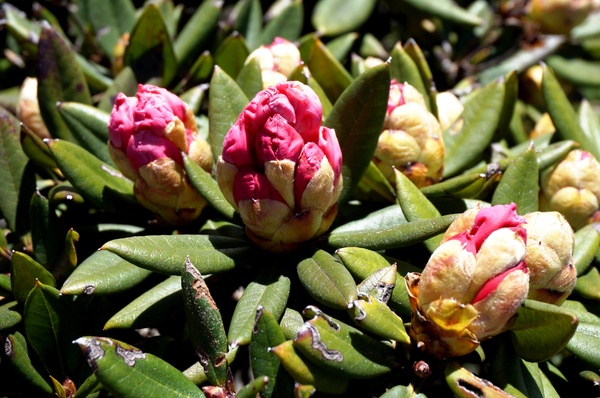 合歡山主峰：2015.05.16 合歡賞高山杜鵑 (圖多)