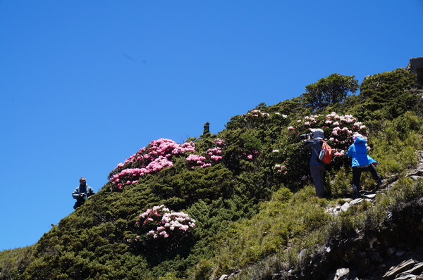 合歡山主峰：2015.05.16 合歡賞高山杜鵑 (圖多)