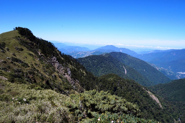 合歡山主峰：2015.05.16 合歡賞高山杜鵑 (圖多)