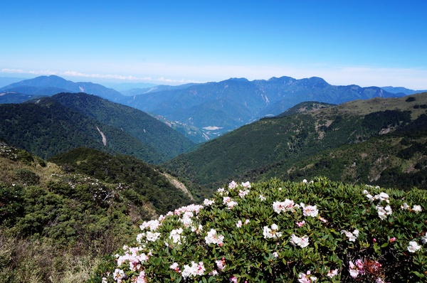 合歡山主峰：2015.05.16 合歡賞高山杜鵑 (圖多)