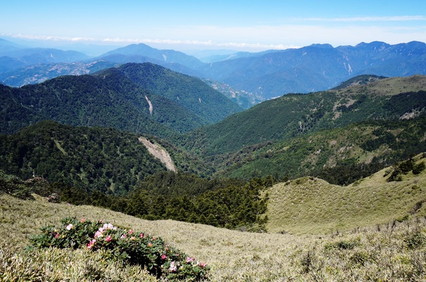 合歡山主峰：2015.05.16 合歡賞高山杜鵑 (圖多)