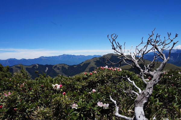 合歡山主峰：2015.05.16 合歡賞高山杜鵑 (圖多)