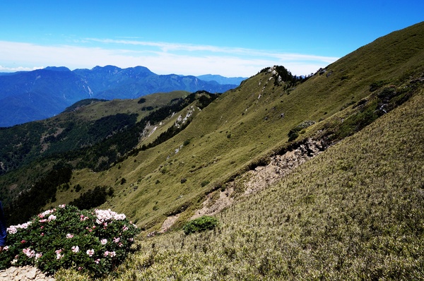 合歡山主峰：2015.05.16 合歡賞高山杜鵑 (圖多)