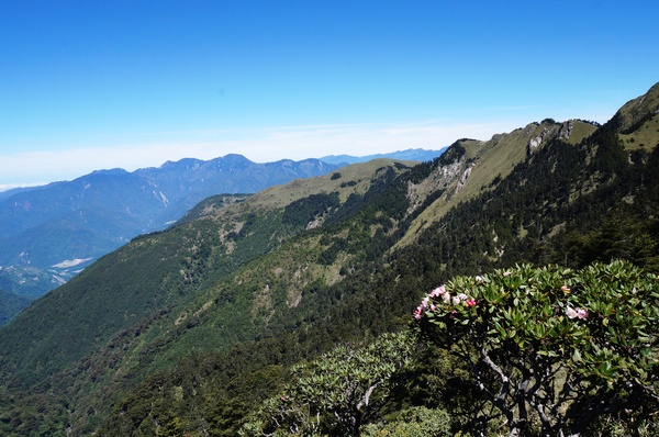 合歡山主峰：2015.05.16 合歡賞高山杜鵑 (圖多)