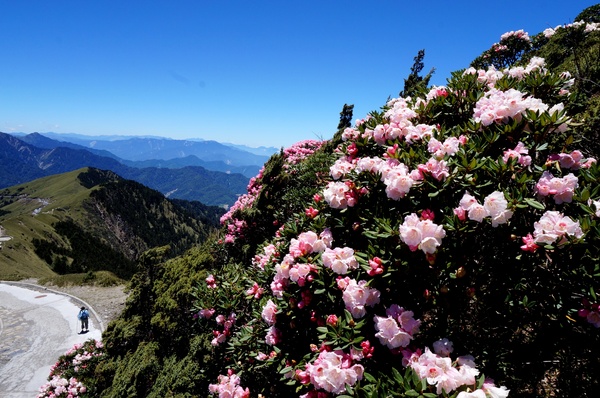 合歡山主峰：2015.05.16 合歡賞高山杜鵑 (圖多)
