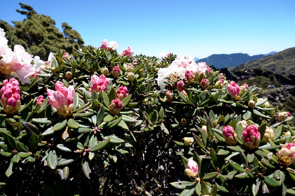 合歡山主峰：2015.05.16 合歡賞高山杜鵑 (圖多)