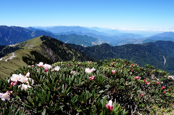 合歡山主峰：2015.05.16 合歡賞高山杜鵑 (圖多)