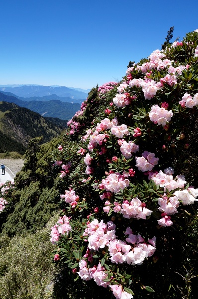合歡山主峰：2015.05.16 合歡賞高山杜鵑 (圖多)