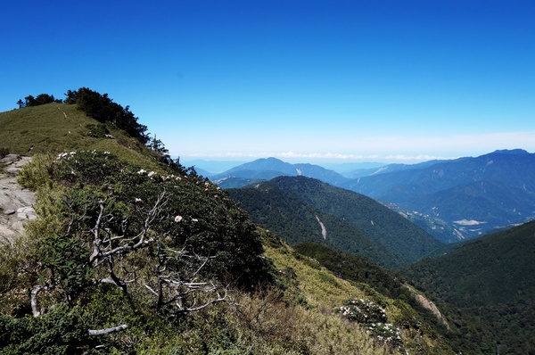 合歡山主峰：2015.05.16 合歡賞高山杜鵑 (圖多)