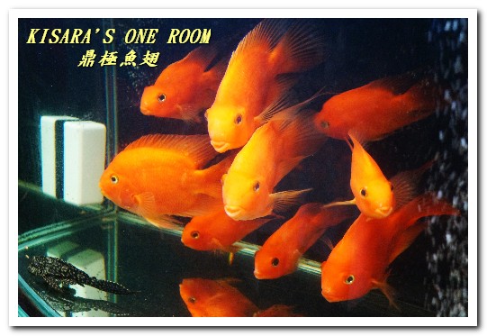 鼎極魚翅:台北魚翅餐廳.平民也能夠享受上流社會的頂級套餐──鼎極魚翅