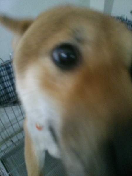 木下食堂：來自日本札幌的木下先生開的〞木下食堂〞咖哩專賣店--超好吃又便宜的!一定會再去的啦~